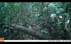 Cercopithecus ascanius katangae