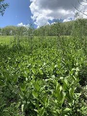 Veratrum californicum