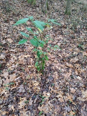 Elaeagnus