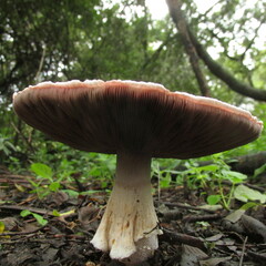 Agaricus subrufescens