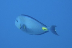 Acanthurus monroviae