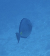Acanthurus monroviae