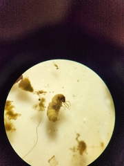 Glossosomatidae