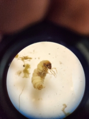 Glossosomatidae