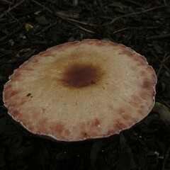 Agaricus subrufescens