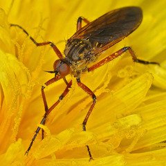 Empis opaca