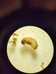 Glossosomatidae