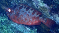 Heteropriacanthus fulgens