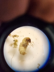 Glossosomatidae