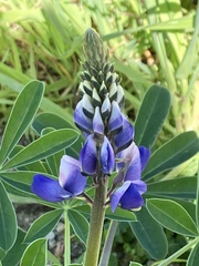 Lupinus succulentus