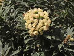 Monticalia pulchella