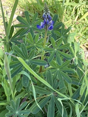 Lupinus succulentus