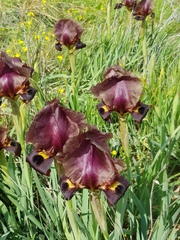 Iris atropurpurea