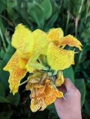 Angiospermae