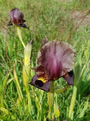 Iris atropurpurea