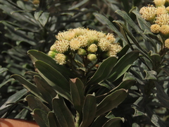 Monticalia pulchella