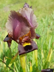 Iris atropurpurea