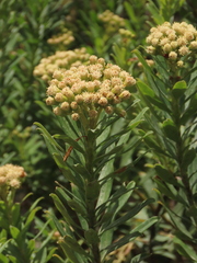 Monticalia pulchella