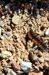 Malacosoma constricta