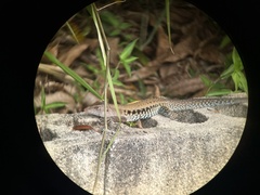 Pholidoscelis exsul
