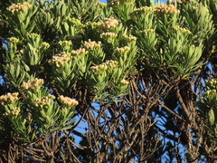 Monticalia pulchella