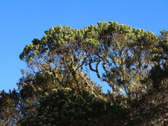 Monticalia pulchella