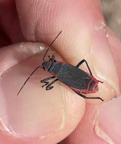 Red-shouldered bug