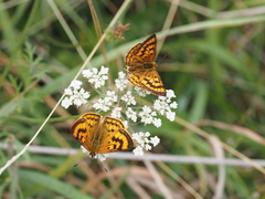 Lycaena
