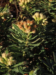 Monticalia pulchella