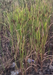 Typha orientalis
