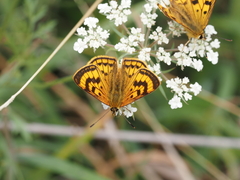 Lycaena