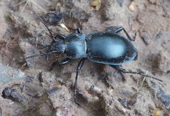Carabus glabratus