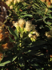 Monticalia pulchella