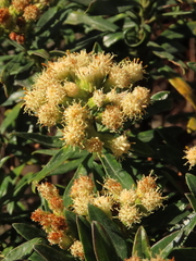 Monticalia pulchella