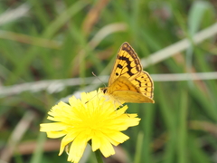 Lycaena