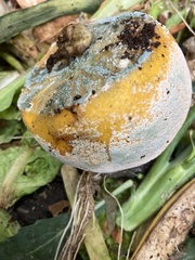 Penicillium digitatum