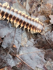 Apheloriini