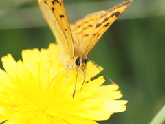 Lycaena