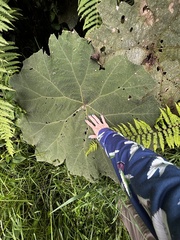 Gunnera manicata