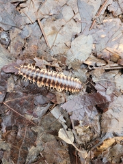 Apheloriini