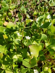 Claytonia perfoliata