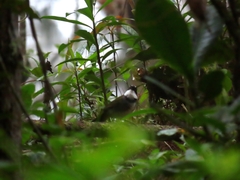 Arremon brunneinucha