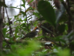 Arremon brunneinucha