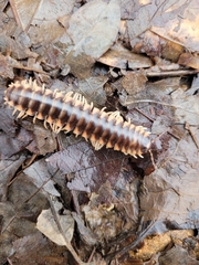 Apheloriini