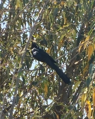 Quiscalus mexicanus