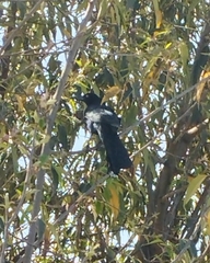 Quiscalus mexicanus