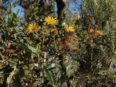 Munnozia senecionidis