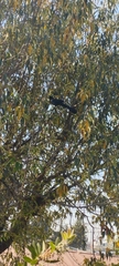 Quiscalus mexicanus