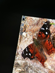 Hypanartia kefersteini