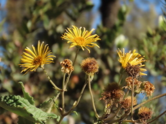 Munnozia senecionidis
